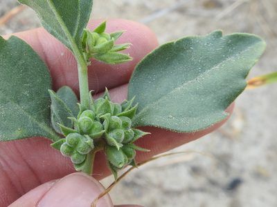 Tetraclea coulteri, photographed by Sam Kieschnick