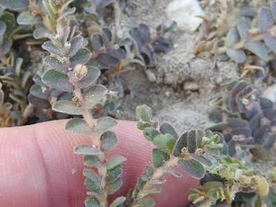 Euphorbia laredana, photographed by Sam Kieschnick