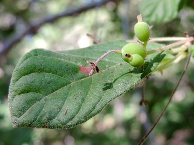 Guettarda elliptica, photographed by Francisco Farriols Sarabia
