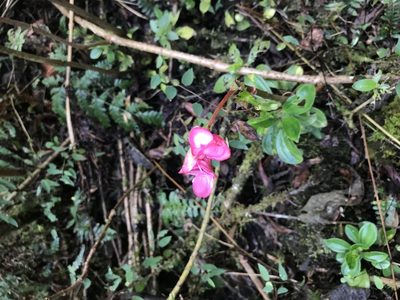 Begonia bracteosa, photographed by Jake Armstrong