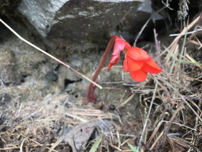 Begonia veitchii, photographed by Jake Armstrong
