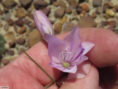 Gladiolus inflatus, photographed by Chris Vynbos