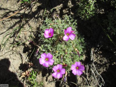 Oxalis heterophylla, photographed by Chris Vynbos