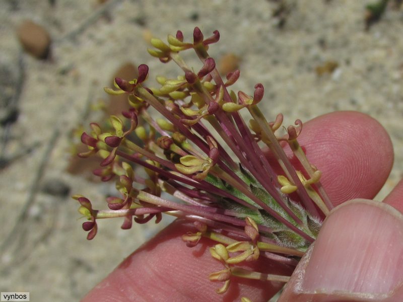 Gosela eckloniana, photographed by Chris Vynbos