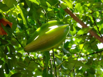 Gonolobus naturalistae, photographed by Francisco Farriols Sarabia