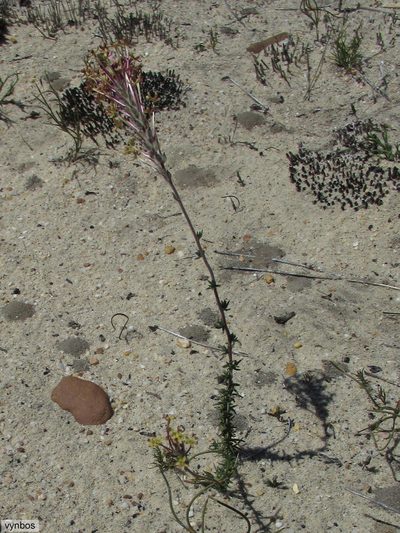 Gosela eckloniana, photographed by Chris Vynbos