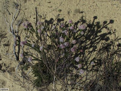 Sorocephalus lanatus, photographed by Chris Vynbos