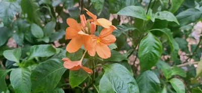 Crossandra infundibuliformis, photographed by Ong Jyh Seng
