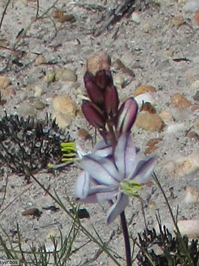 Tenicroa fragrans, photographed by Chris Vynbos