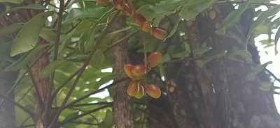 Eurycoma longifolia, photographed by Ong Jyh Seng