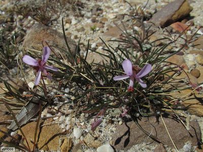Pelargonium coronopifolium, photographed by Chris Vynbos