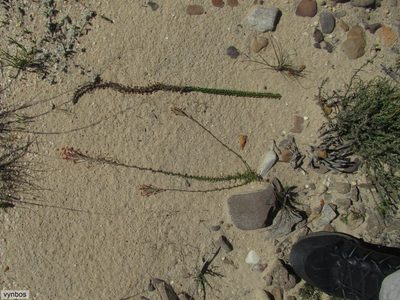 Gosela eckloniana, photographed by Chris Vynbos