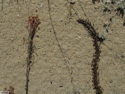 Gosela eckloniana, photographed by Chris Vynbos