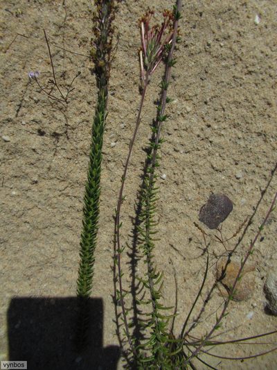 Gosela eckloniana, photographed by Chris Vynbos