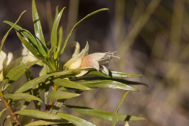 Eremophila alatisepala, photographed by Kym Nicolson