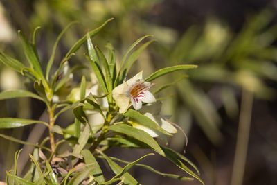 Eremophila alatisepala, photographed by Kym Nicolson
