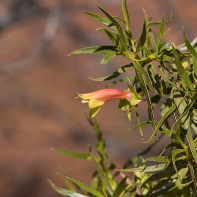 Eremophila duttonii, photographed by Kym Nicolson