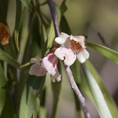 Eremophila bignoniiflora, photographed by Kym Nicolson