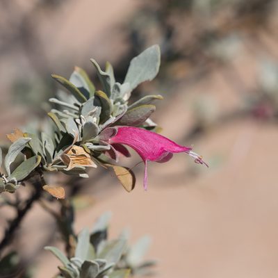 Eremophila latrobei, photographed by Kym Nicolson