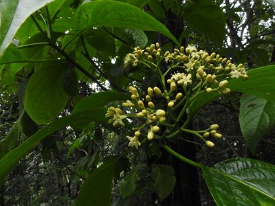 Mappia nimmoniana, photographed by Srinivasan Kasinathan