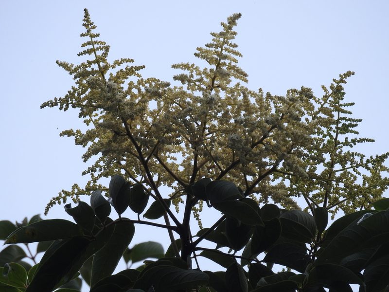 Meliosma pinnata, photographed by Srinivasan Kasinathan