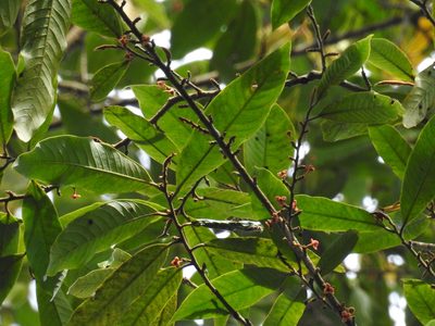 Knema attenuata, photographed by Srinivasan Kasinathan