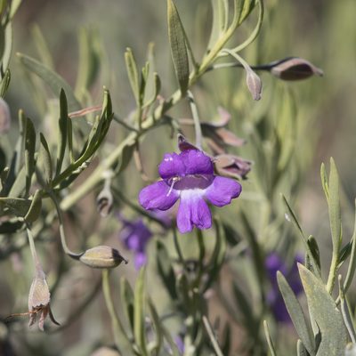 Eremophila bowmanii, photographed by Kym Nicolson