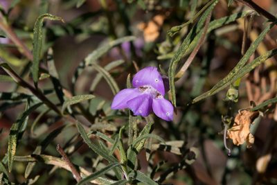Eremophila gilesii, photographed by Kym Nicolson