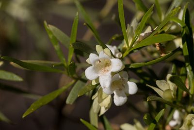 Eremophila mitchellii, photographed by Kym Nicolson