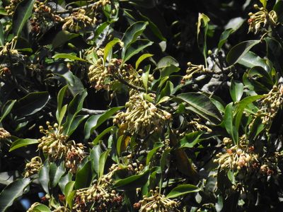 Palaquium ellipticum, photographed by Srinivasan Kasinathan