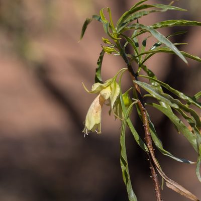 Eremophila alatisepala, photographed by Kym Nicolson