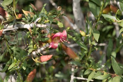 Eremophila maculata, photographed by Kym Nicolson