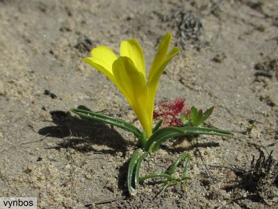 Moraea fugacissima, photographed by Chris Vynbos