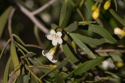 Eremophila deserti, photographed by Kym Nicolson