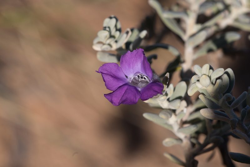 Eremophila cordatisepala, photographed by Kym Nicolson