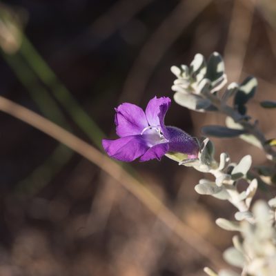 Eremophila cordatisepala, photographed by Kym Nicolson
