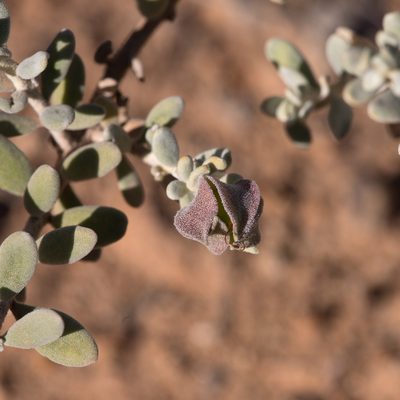 Eremophila cordatisepala, photographed by Kym Nicolson
