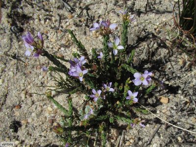 Heliophila dregeana, photographed by Chris Vynbos