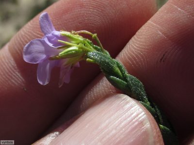 Heliophila dregeana, photographed by Chris Vynbos