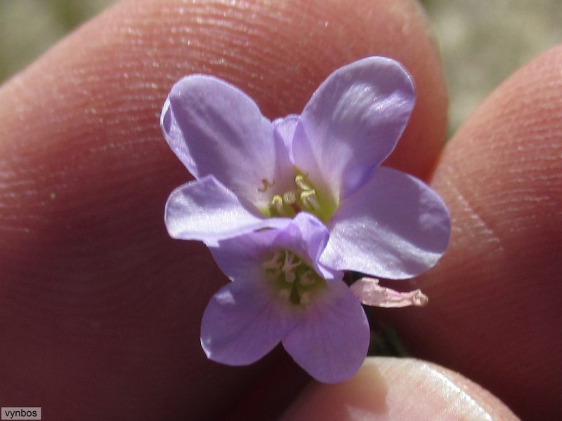 Heliophila dregeana, photographed by Chris Vynbos