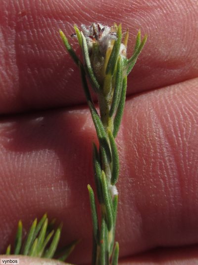 Phylica odorata, photographed by Chris Vynbos