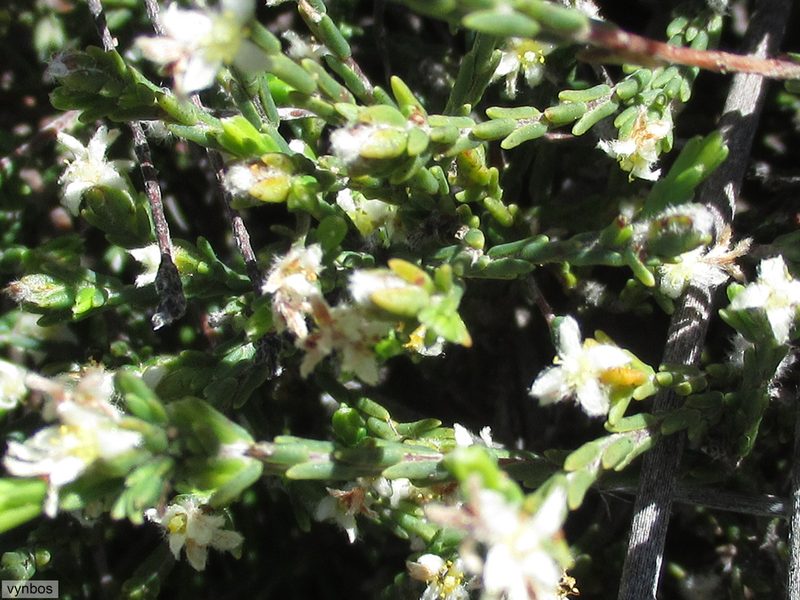 Lachnaea elsieae, photographed by Chris Vynbos