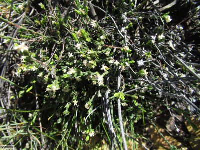 Lachnaea elsieae, photographed by Chris Vynbos