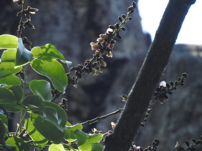 Ormosia travancorica, photographed by Srinivasan Kasinathan