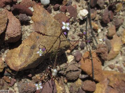 Heliophila pinnata, photographed by Chris Vynbos