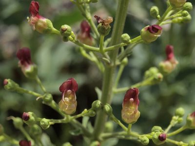 Scrophularia desertorum, photographed by Jim Morefield