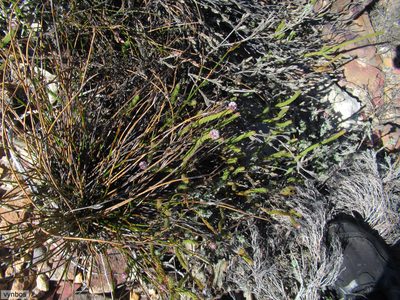 Sorocephalus lanatus, photographed by Chris Vynbos