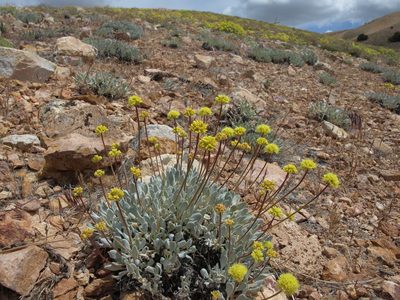 Eriogonum ochrocephalum, photographed by Jim Morefield