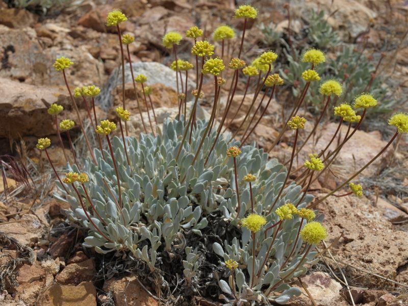 Eriogonum ochrocephalum, photographed by Jim Morefield
