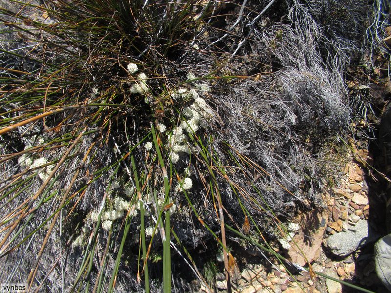 Agathosma pubigera, photographed by Chris Vynbos